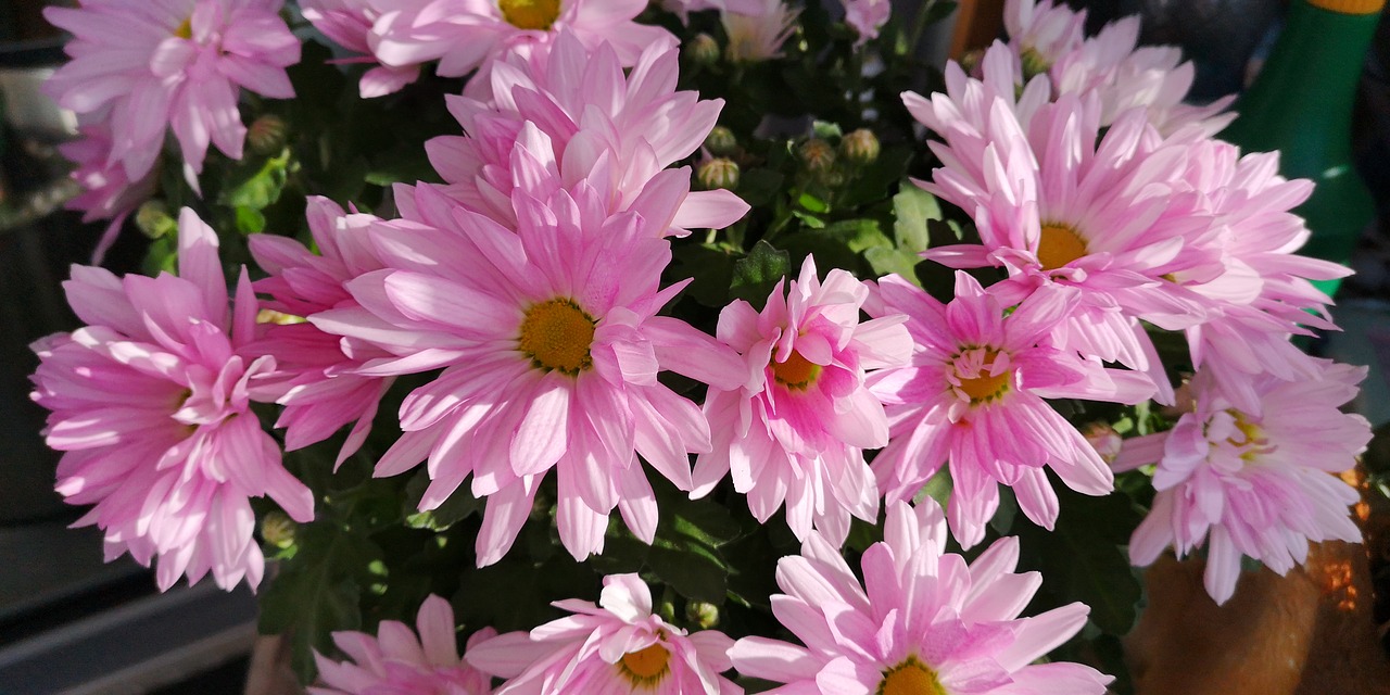 autumn  flowers  pink free photo