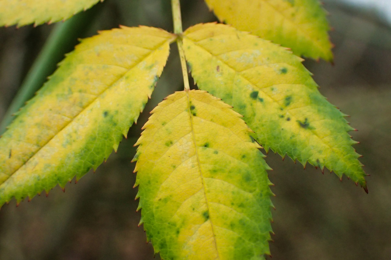 autumn  branch  closeup free photo