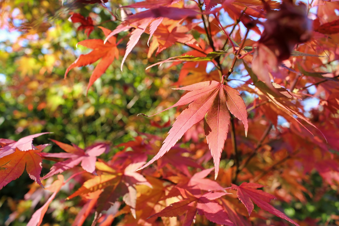 autumn  leaves  nature free photo