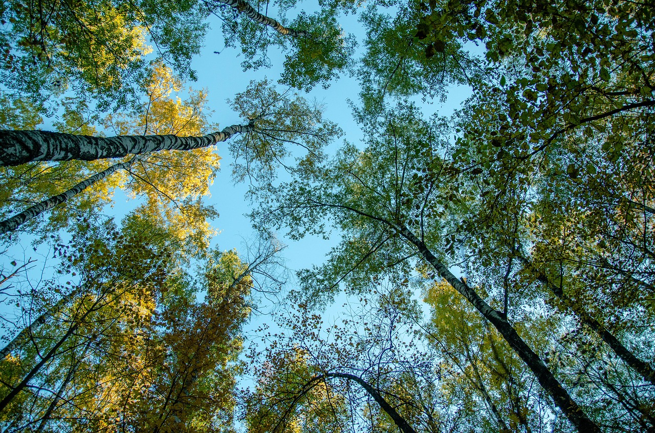 autumn  nature  forest free photo