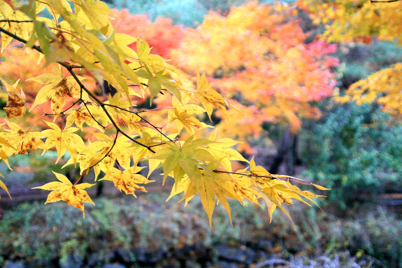 autumn  autumn leaves  leaves free photo