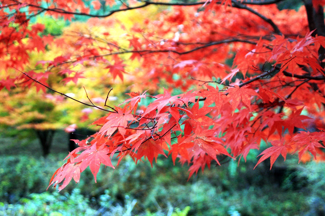 autumn  autumn leaves  leaves free photo