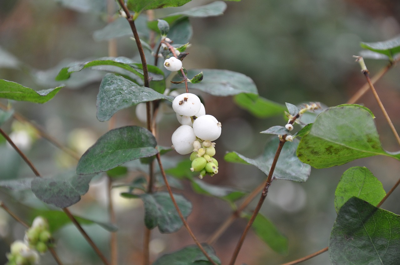 autumn  berry  bush free photo