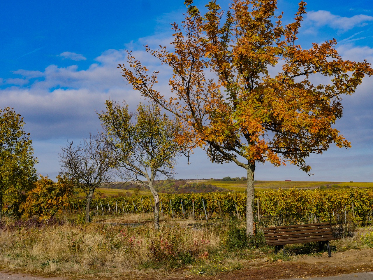 autumn  vineyards  landscape free photo