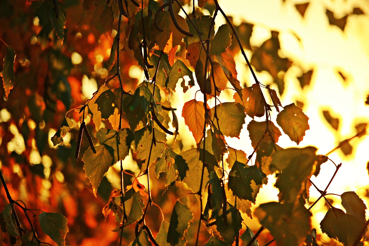 autumn  leaves  autumn gold free photo
