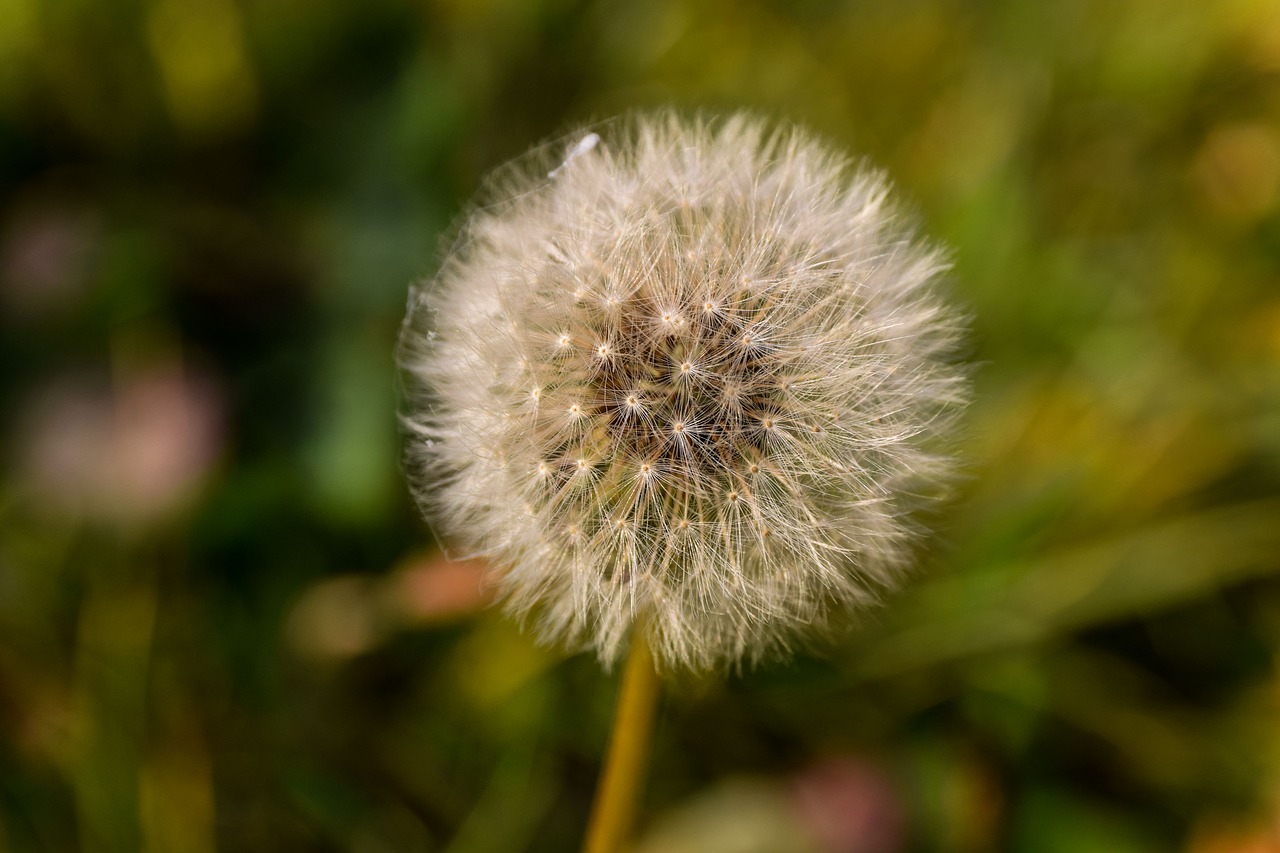 autumn  odkvitnutie  dandelion free photo