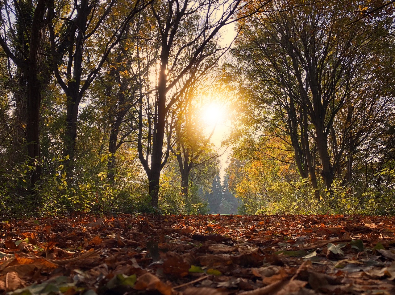 autumn  sun  leaves free photo