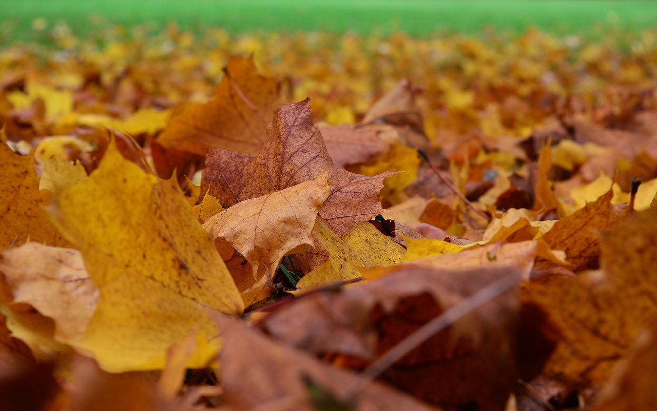 autumn  leaves  autumn mood free photo