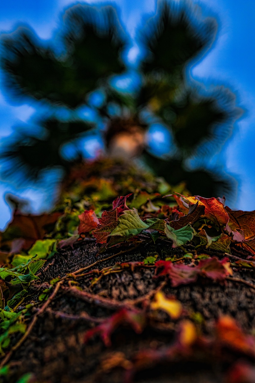 autumn  fall  leaves free photo