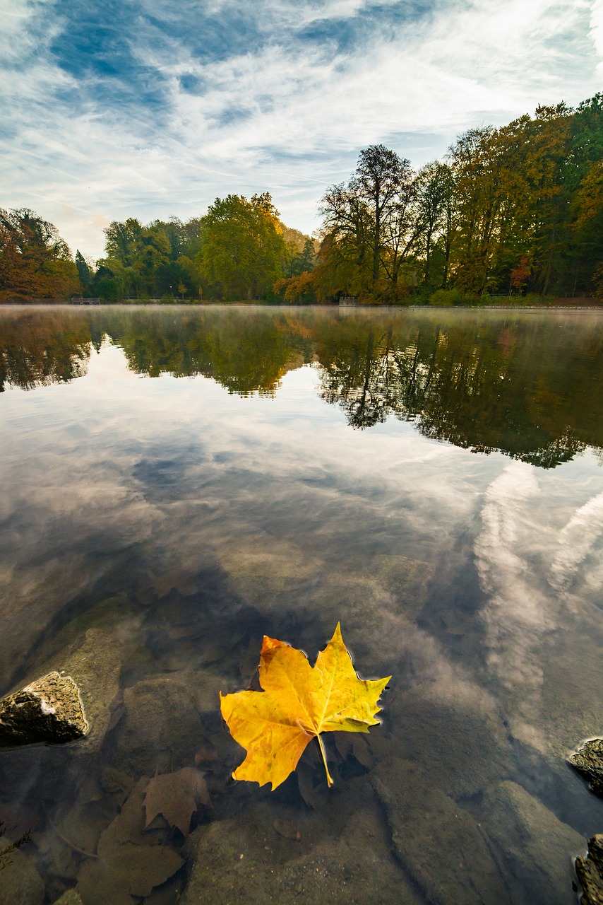 autumn  leaf  nature free photo