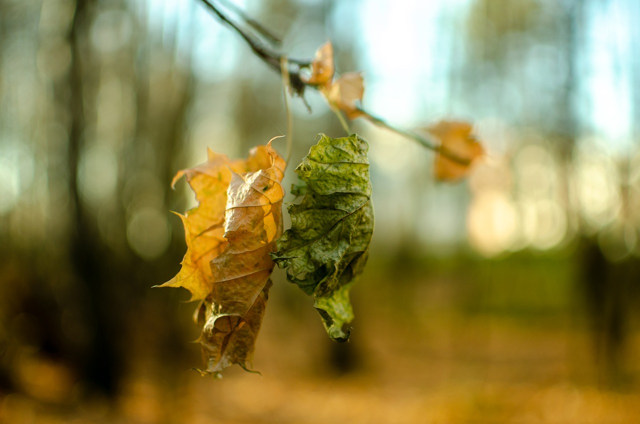 autumn  forest  sheet free photo