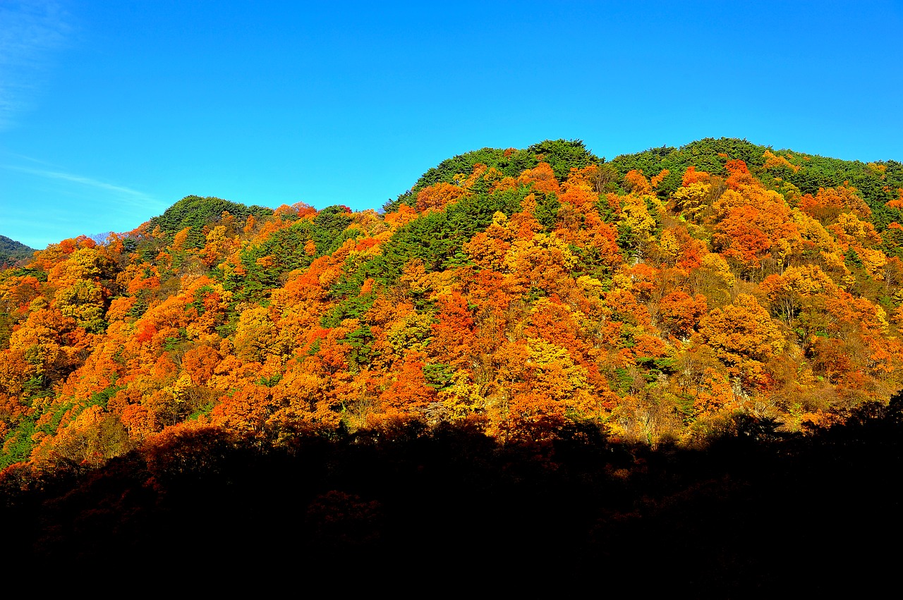 autumn  autumn leaves  colorful free photo