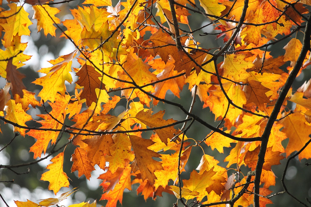autumn  leaves  colorful free photo