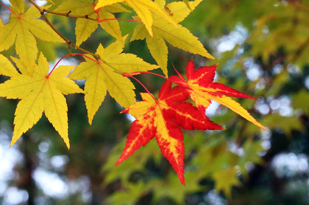 autumn  autumn leaves  the leaves free photo