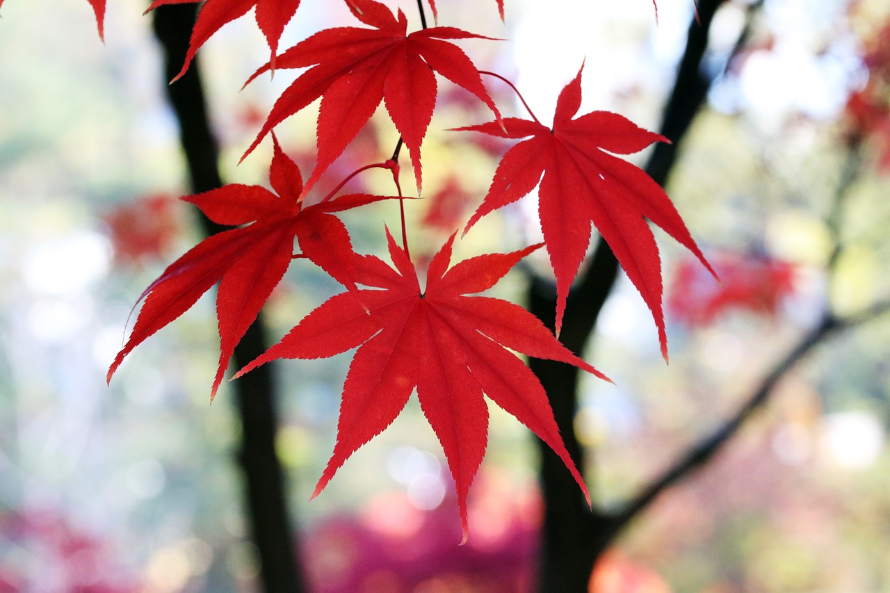 autumn  autumn leaves  the leaves free photo