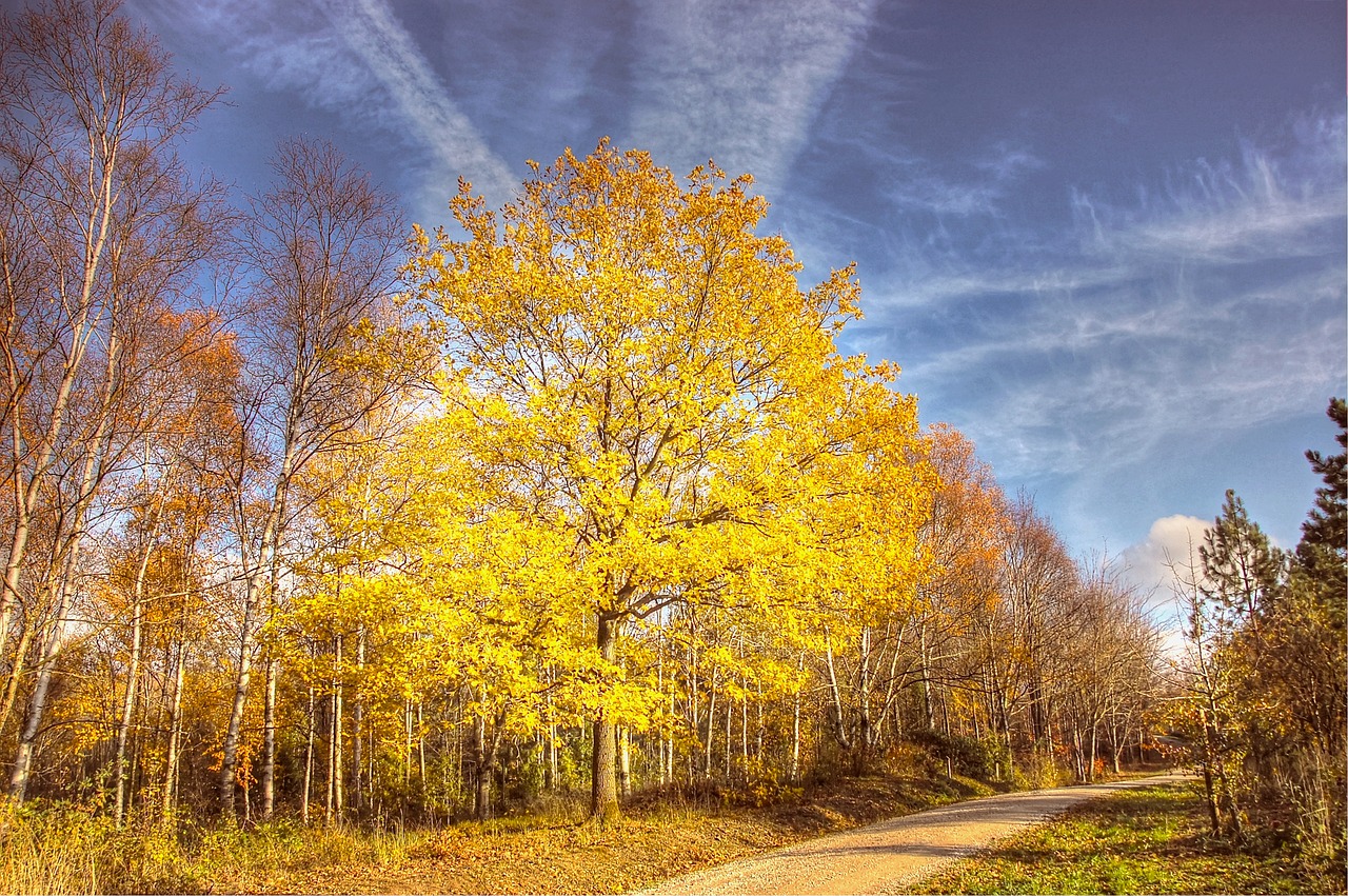 autumn  leaves  nature free photo