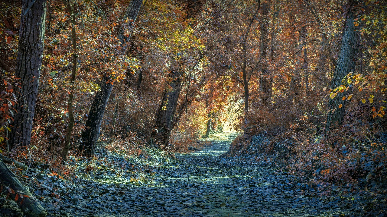 autumn  path  landscape free photo