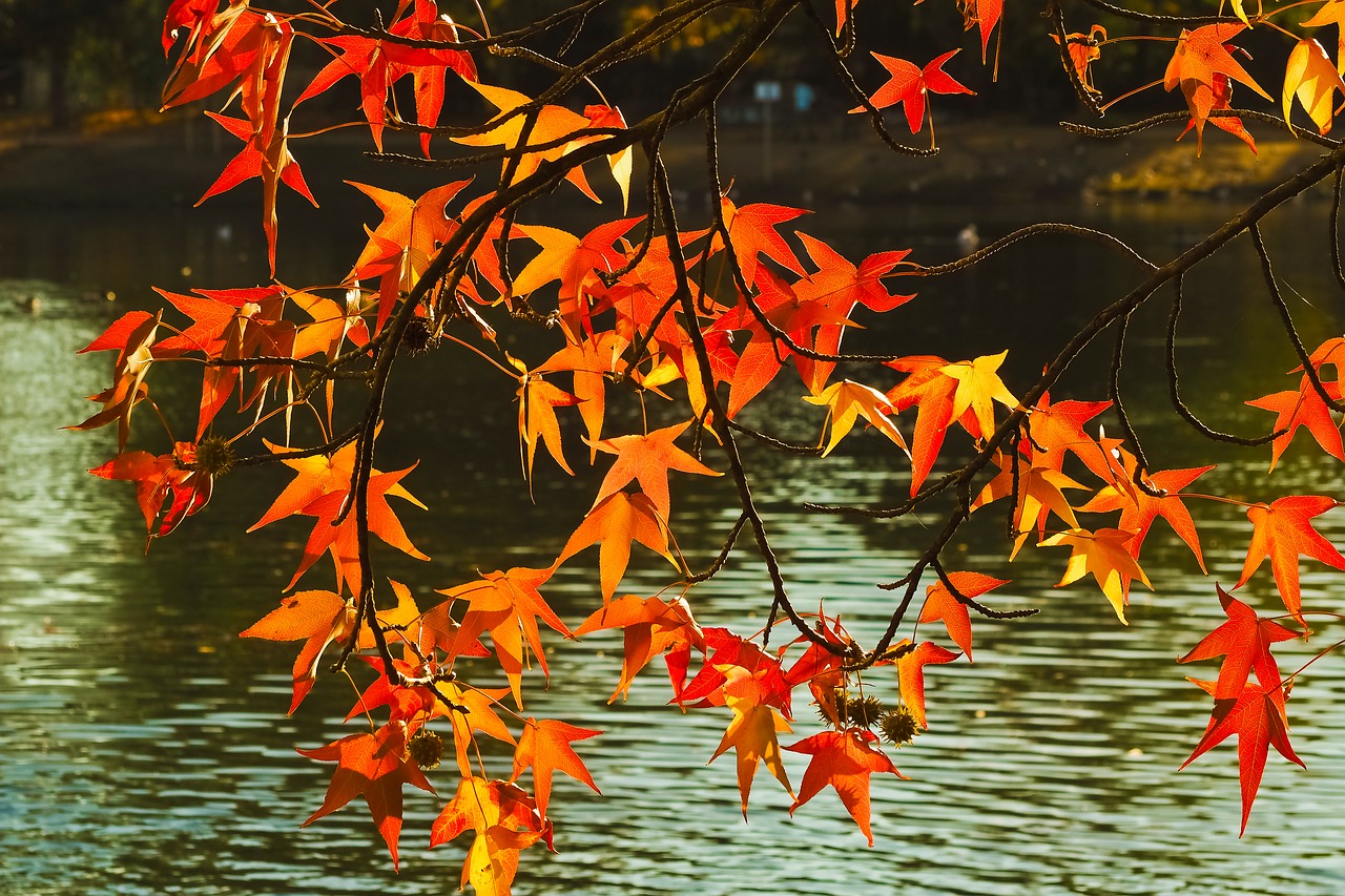 autumn  fall leaves  leaves free photo