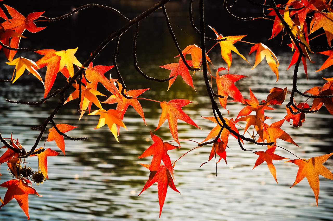 autumn  fall leaves  leaves free photo