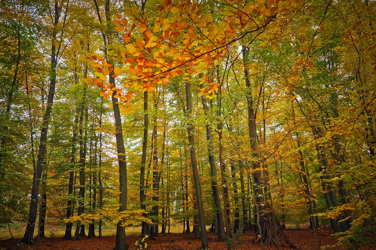 autumn  autumn mood  fall color free photo