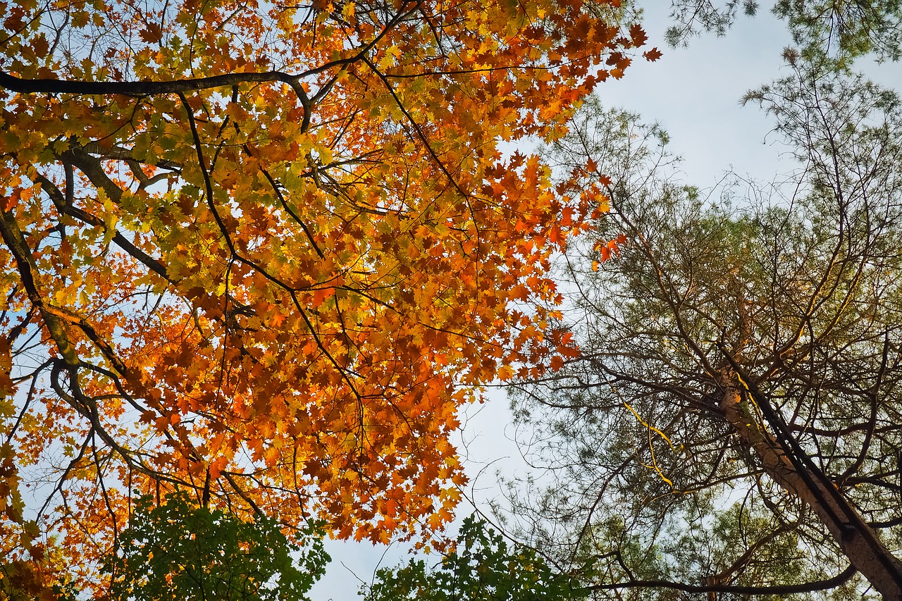 autumn  autumn mood  fall color free photo