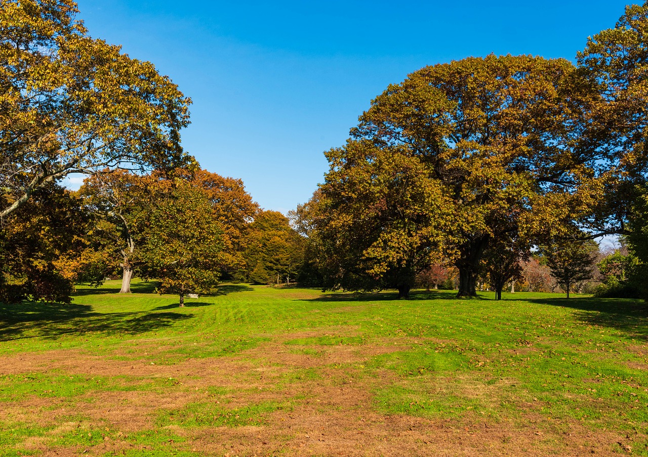 autumn  trees  scorched free photo