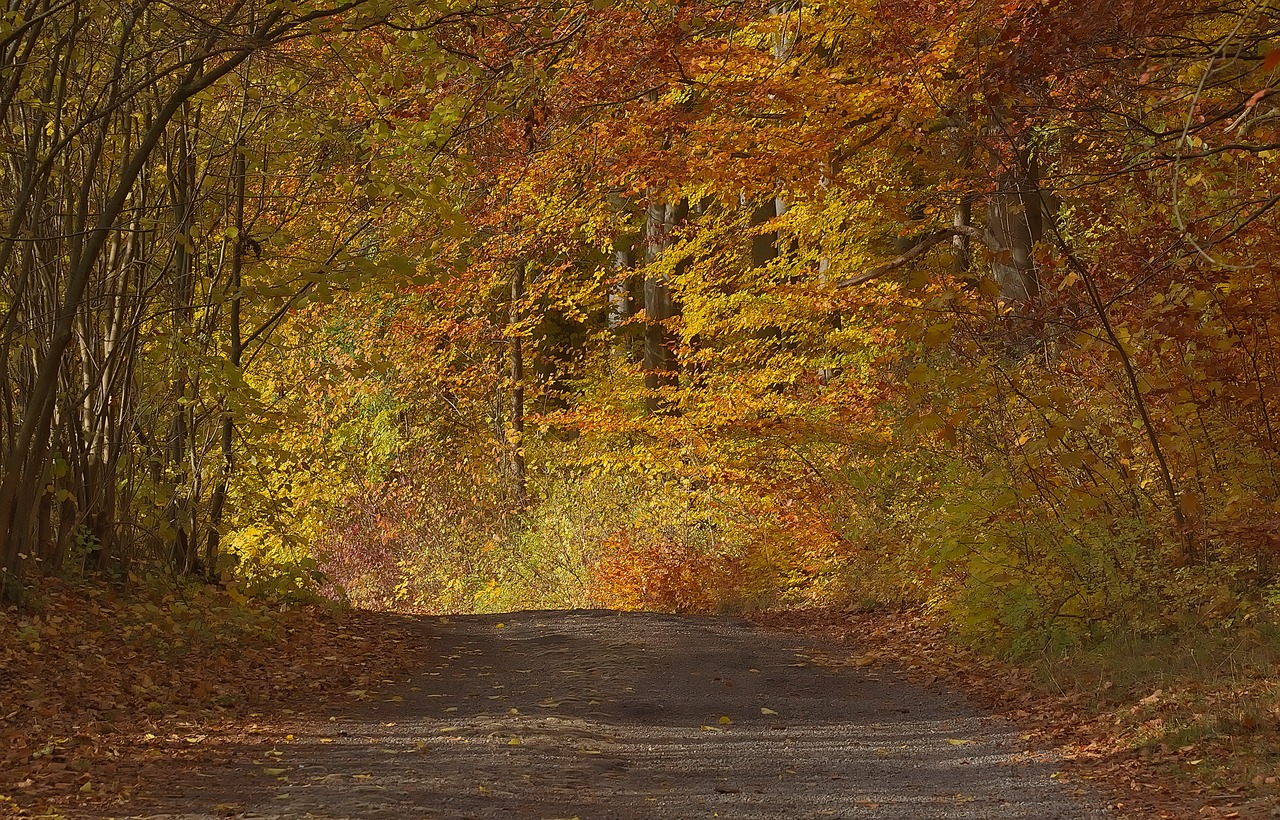 autumn  mood  colorful free photo