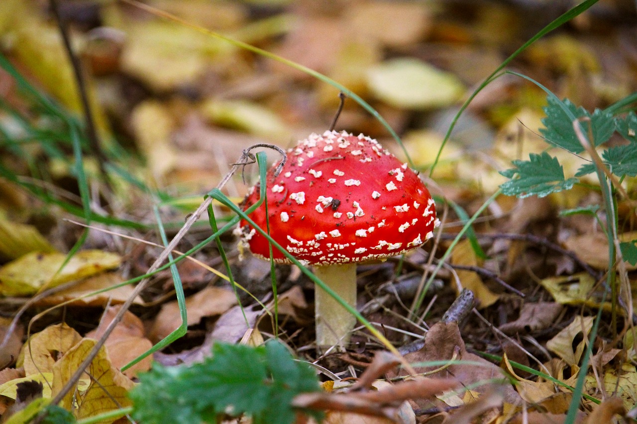 autumn  forest  red free photo