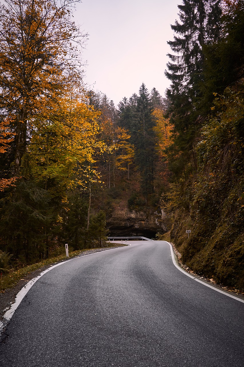 autumn  leaves  road free photo