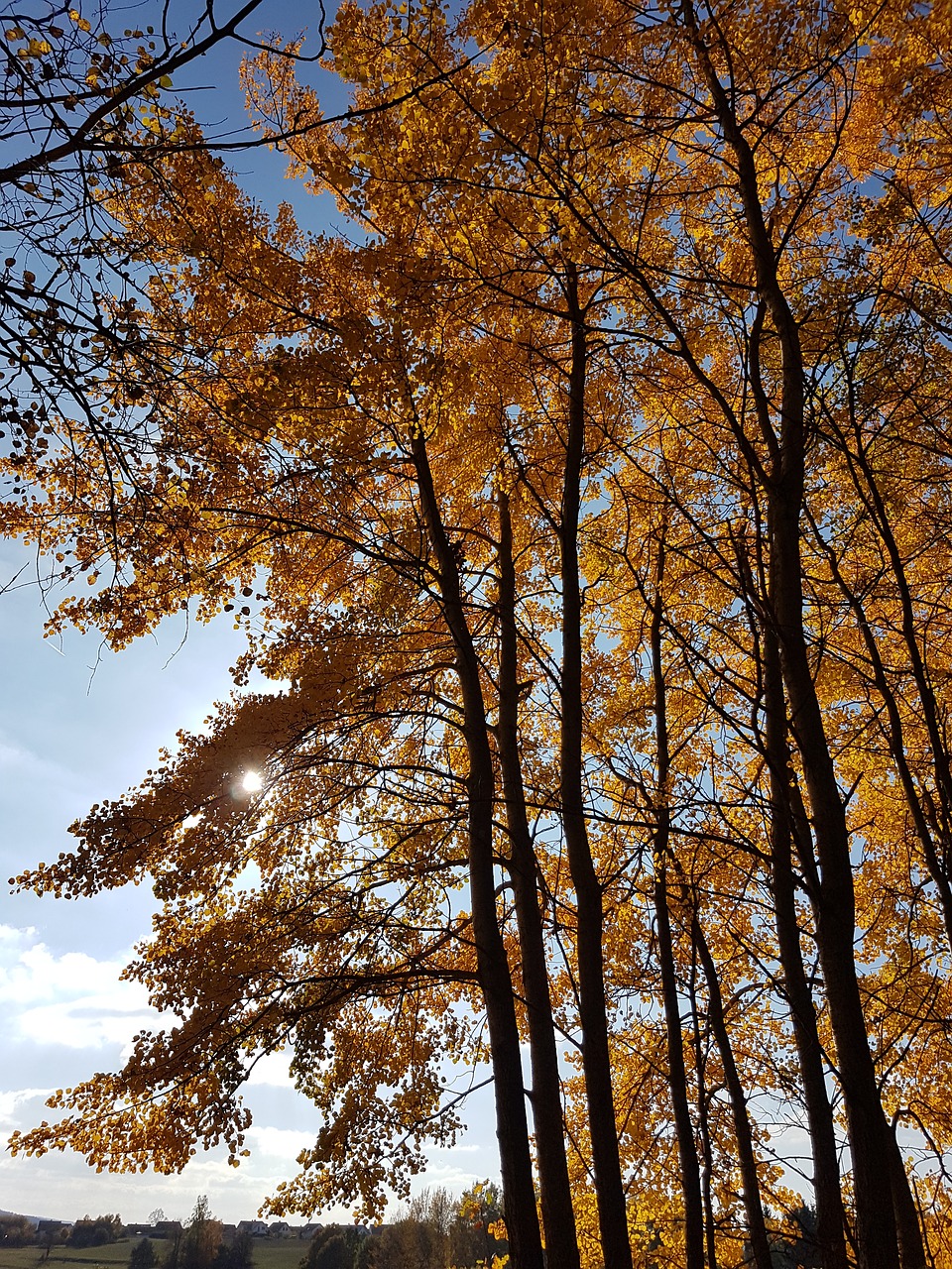 autumn  orange  trees free photo