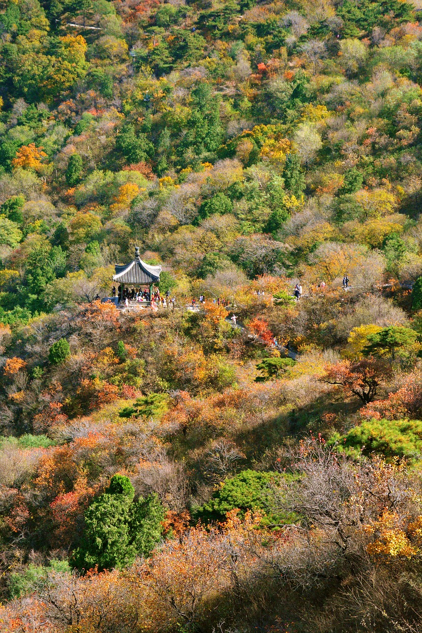 autumn  beijing  fragrant hill free photo