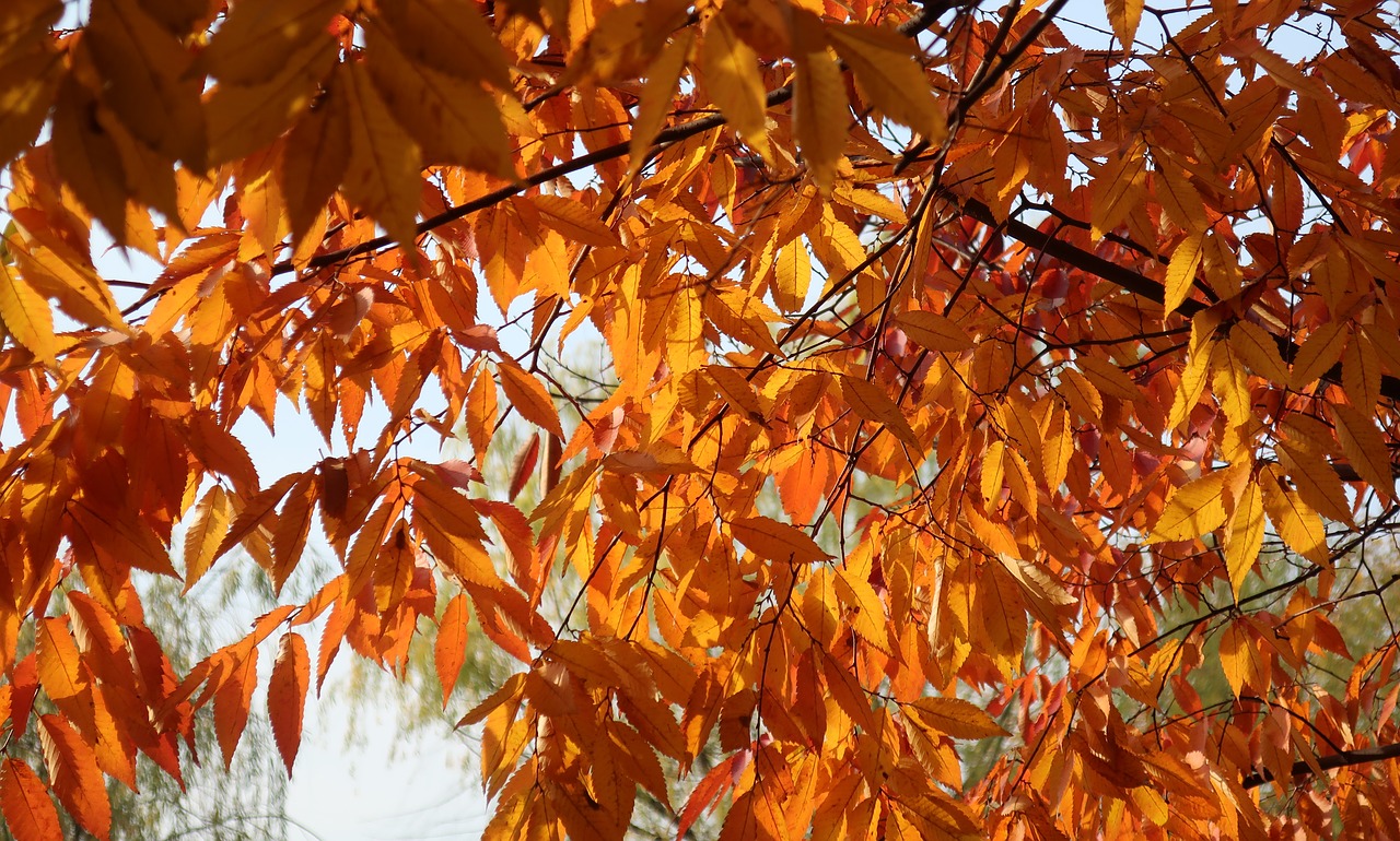 autumn  autumn leaves  twig free photo