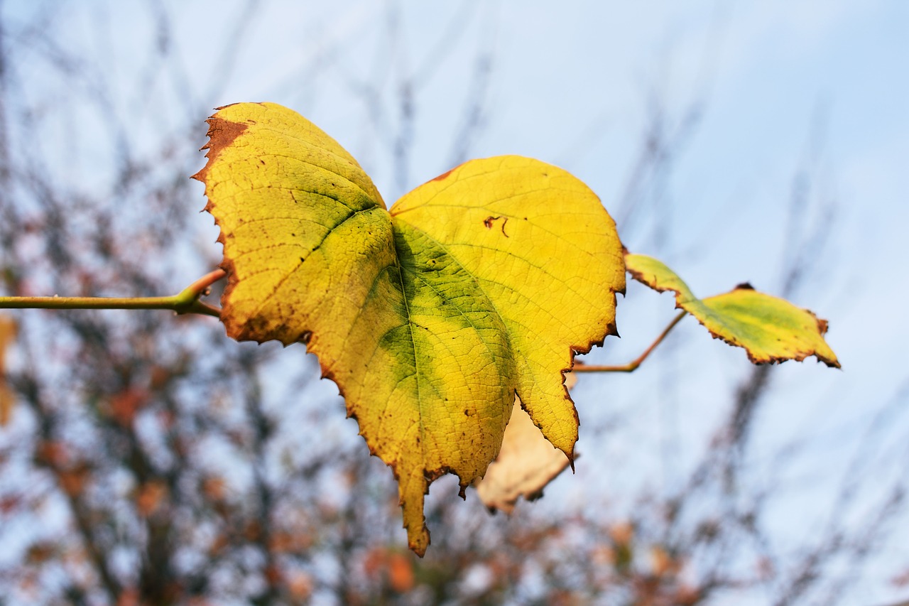 autumn  leaf  yellow free photo