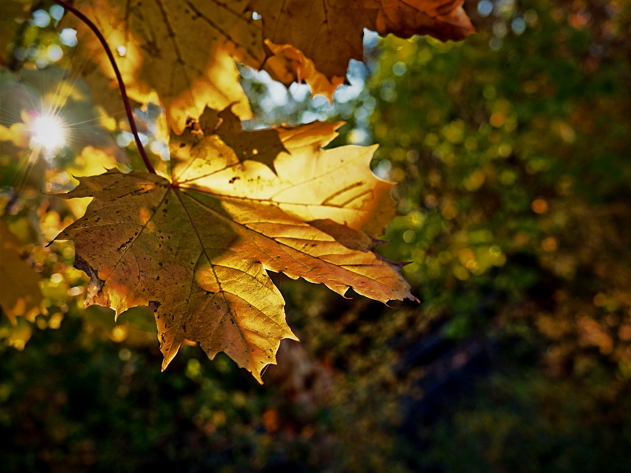 autumn  light  railroad track free photo