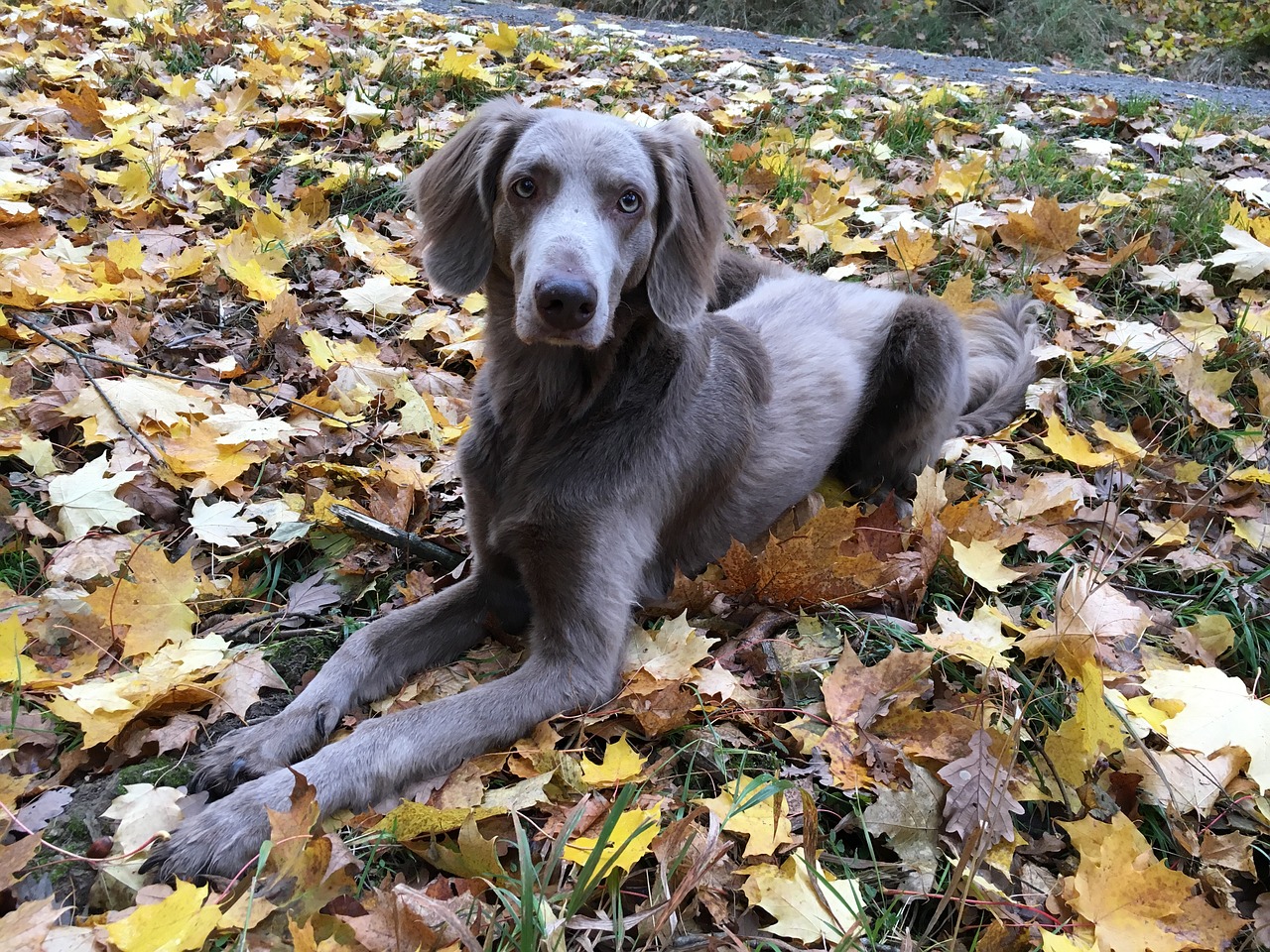 autumn  walk  weimaraner free photo