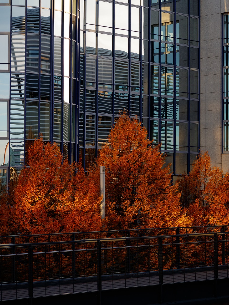 autumn  city  trees free photo