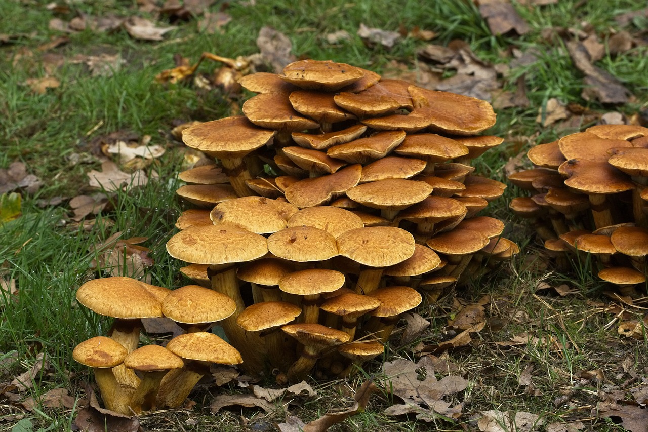 autumn  fungi  westonbirt arboretum free photo