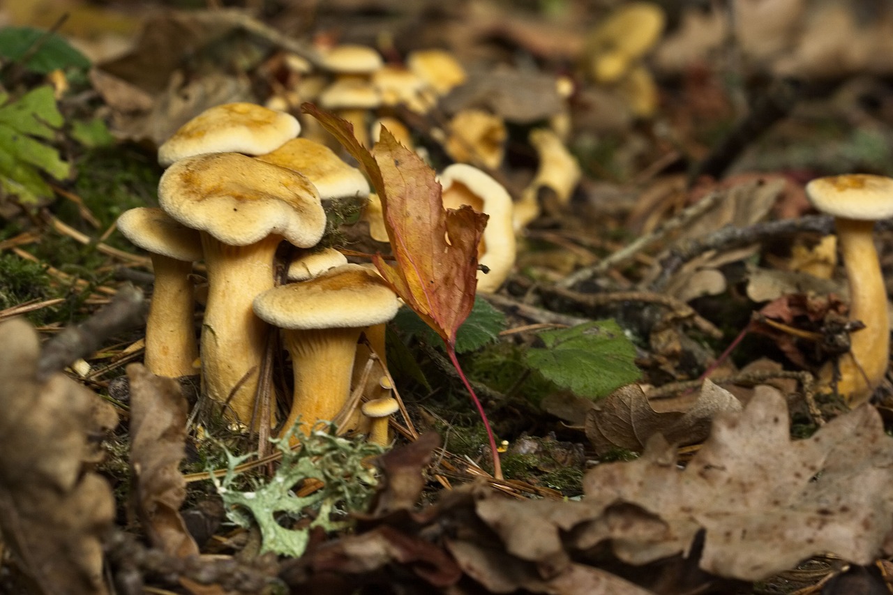 autumn  fungi  westonbirt arboretum free photo