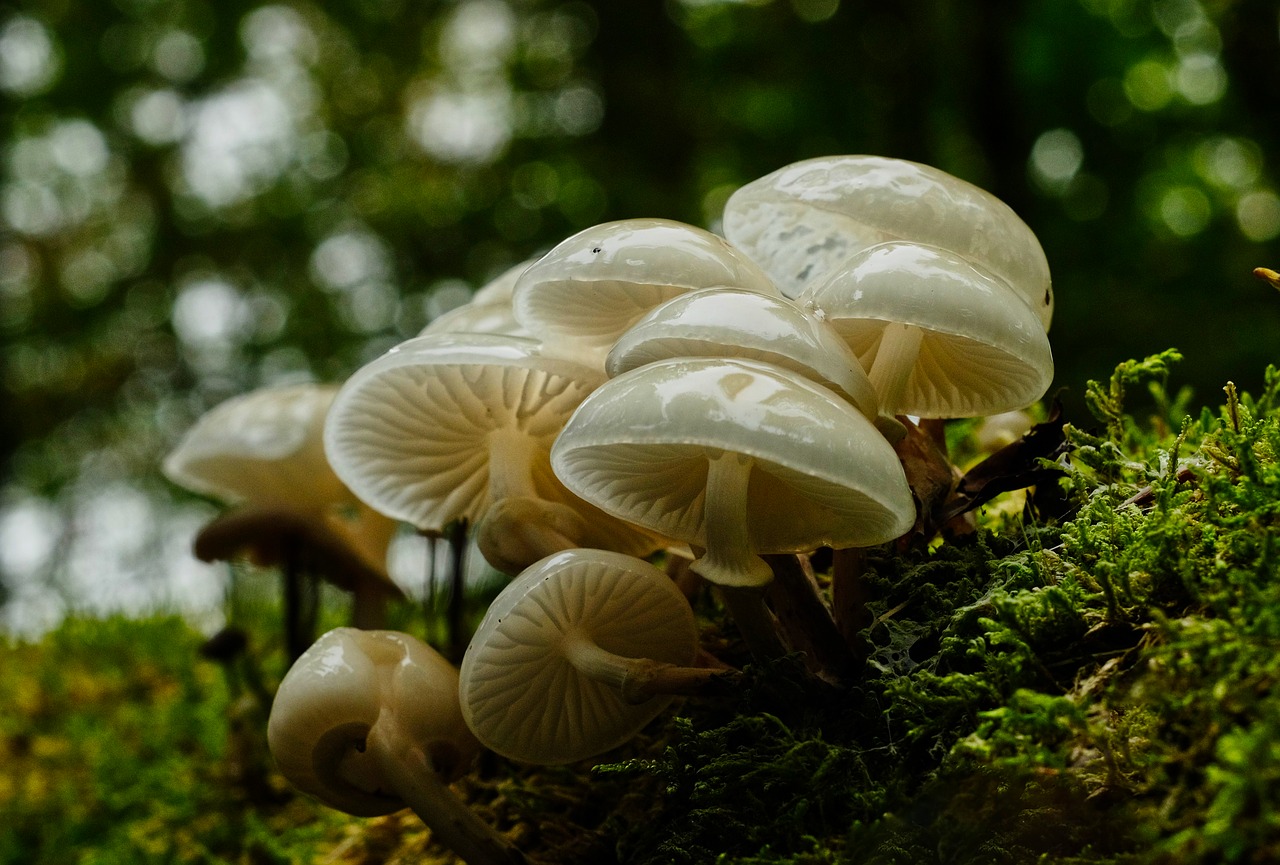 autumn  mushrooms  forest free photo