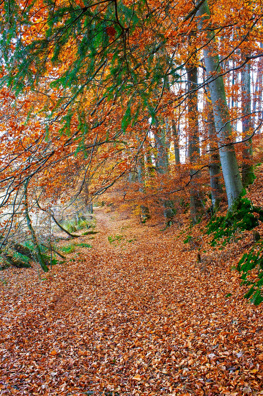 autumn  nature  forest free photo