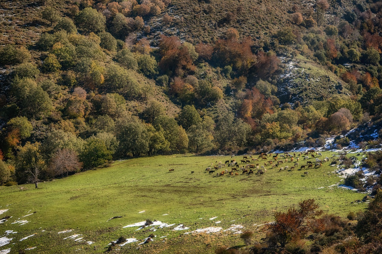 autumn  prado  flock free photo