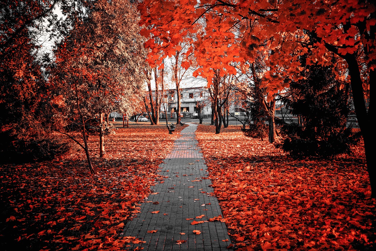Autumn, red, foliage, colour - free image from needpix.com