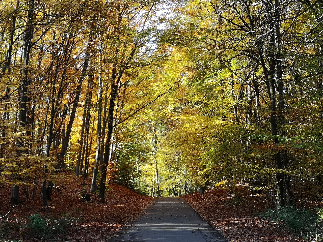 autumn  leaves  trees free photo