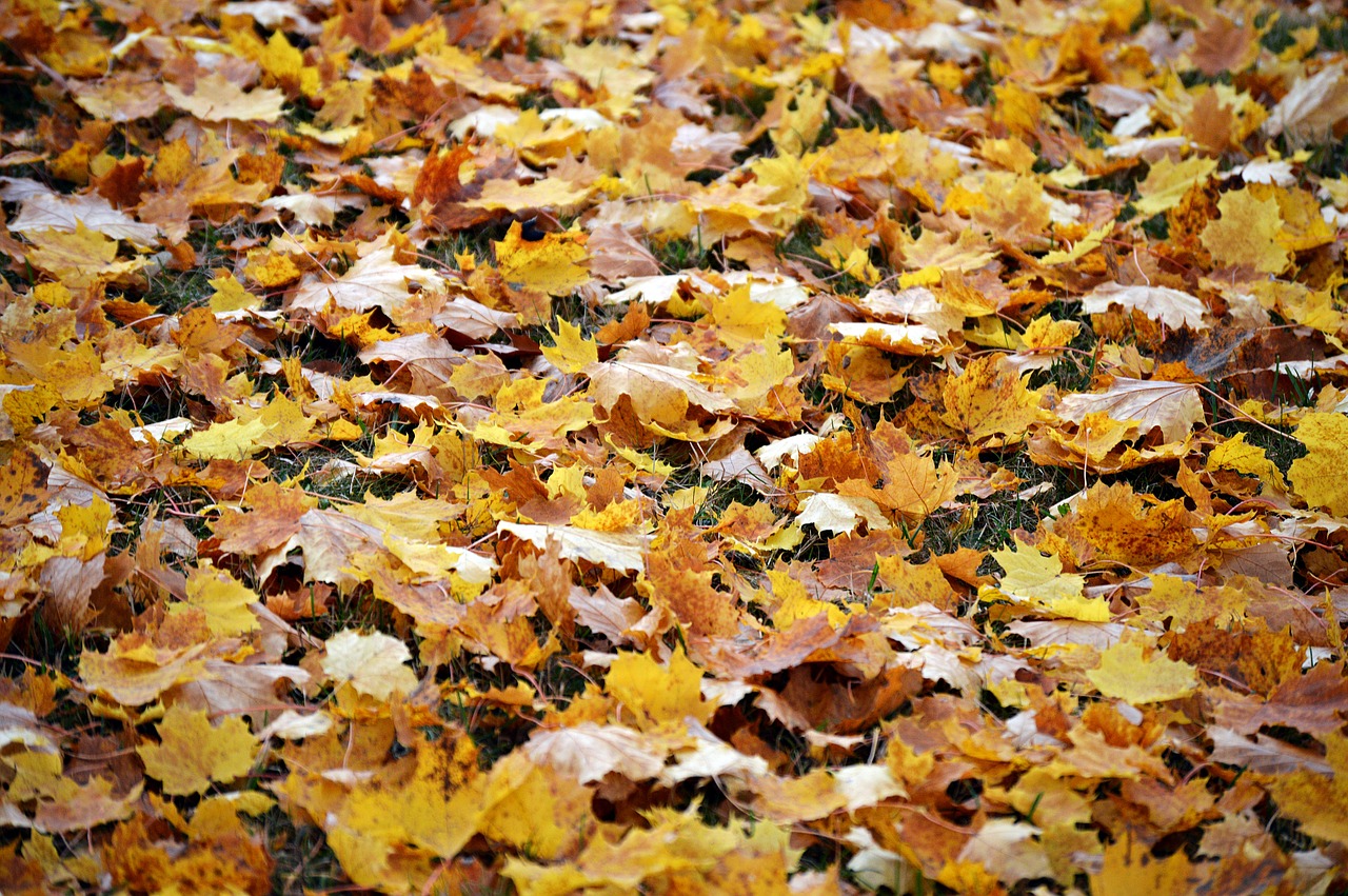 autumn  mood  nature free photo
