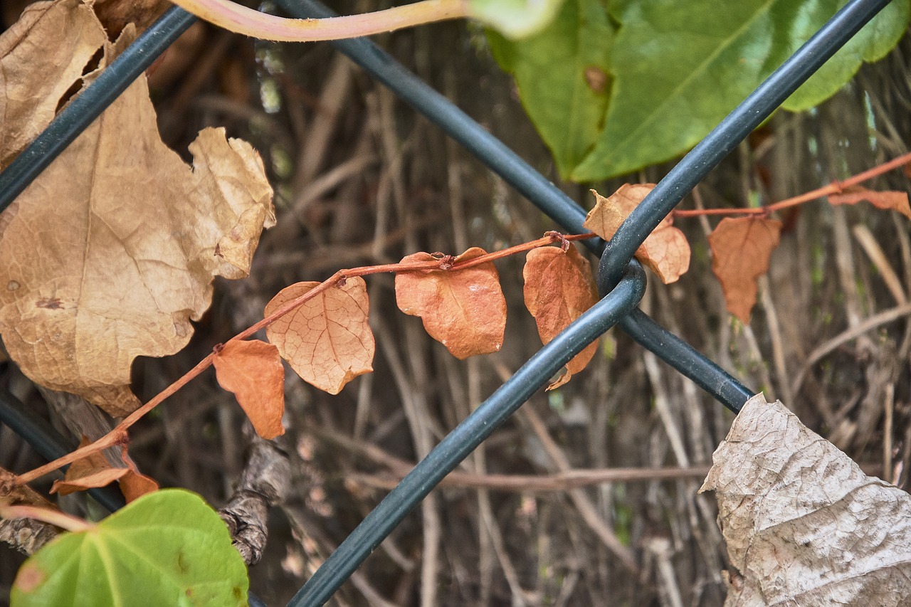 autumn  leaves  red free photo