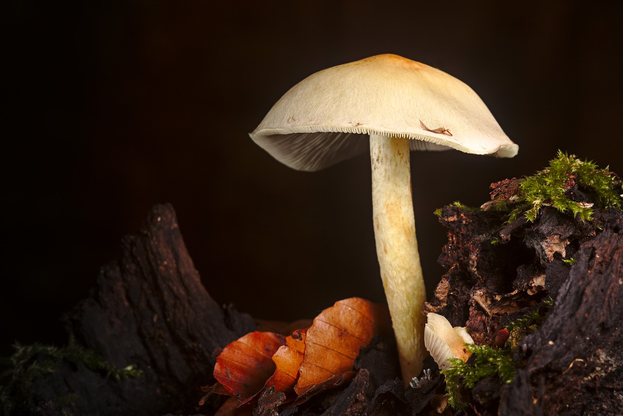 autumn  mushroom  moss free photo