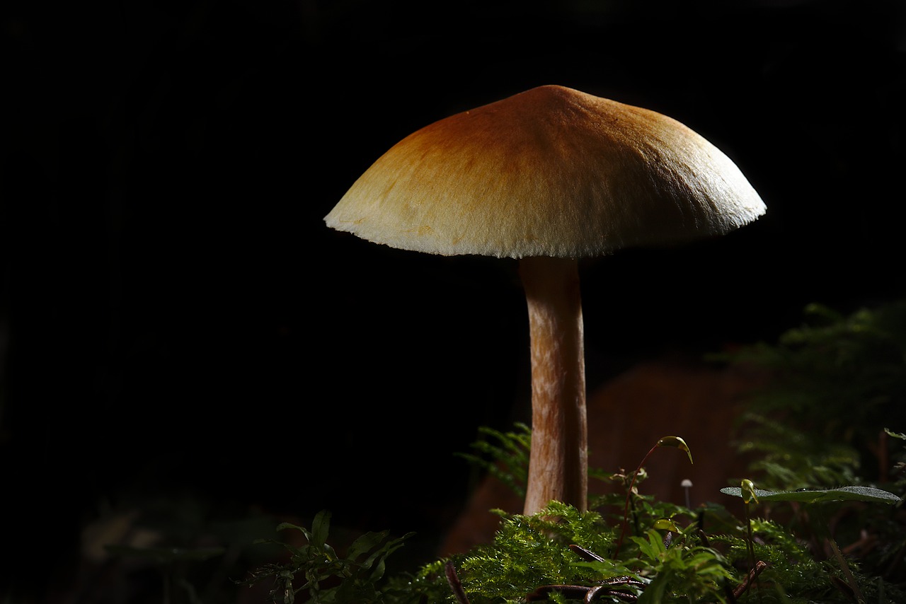 autumn  mushroom  close up free photo