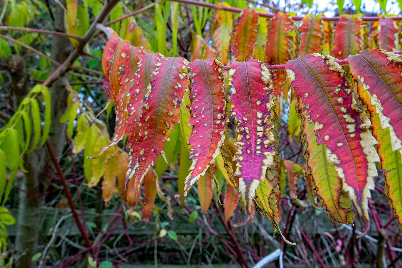 autumn  rhus  emerge free photo