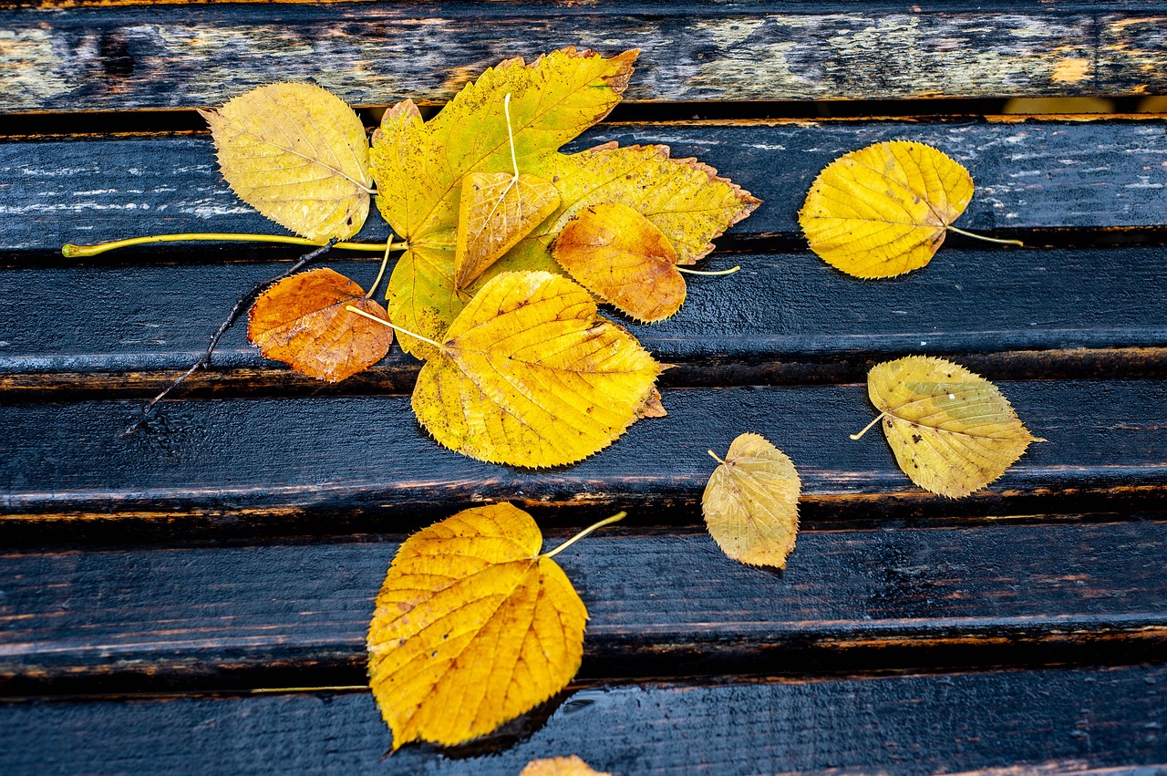 autumn  autumn colors  autumn leaves free photo