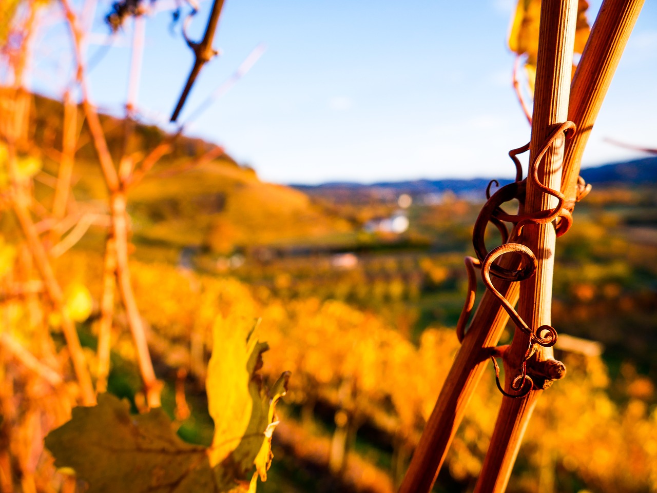 autumn  fall leaves  leaves free photo